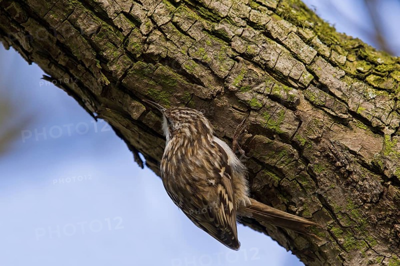 Short-toed Treecreeper (Certhia brachydactyla), Baden-Wuerttemberg, Germany