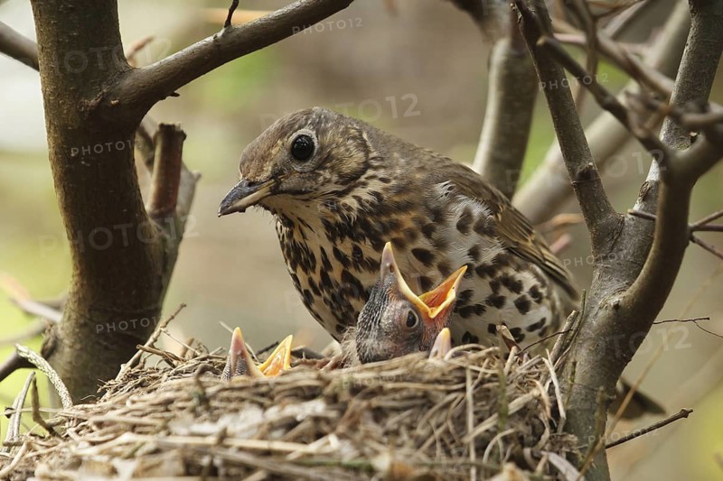 Song Thrush (Turdus philomelos) chick, Lower Saxony, Germany