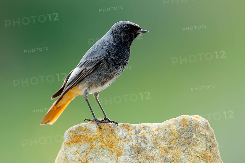 Black Redstart (Phoenicurus ochruros) male perched on a rock, Andalusia, Spain