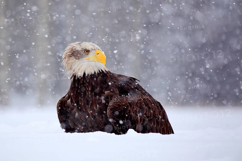 Bald Eagle, Haliaeetus leucocephalus, portrait of brown bird of prey with white head, yellow bill. Winter scene with snow, Alaska, USA