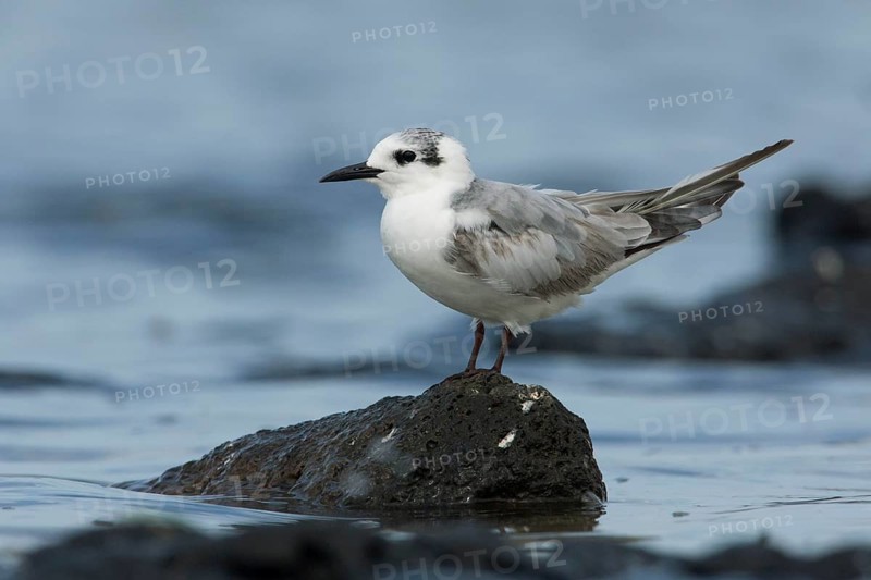 White-winged Tern (Chlidonias leucopterus), Victoria, Australia