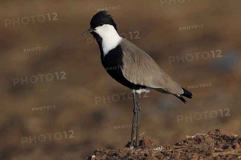 Spur-winged Lapwing (Vanellus spinosus), Gambia