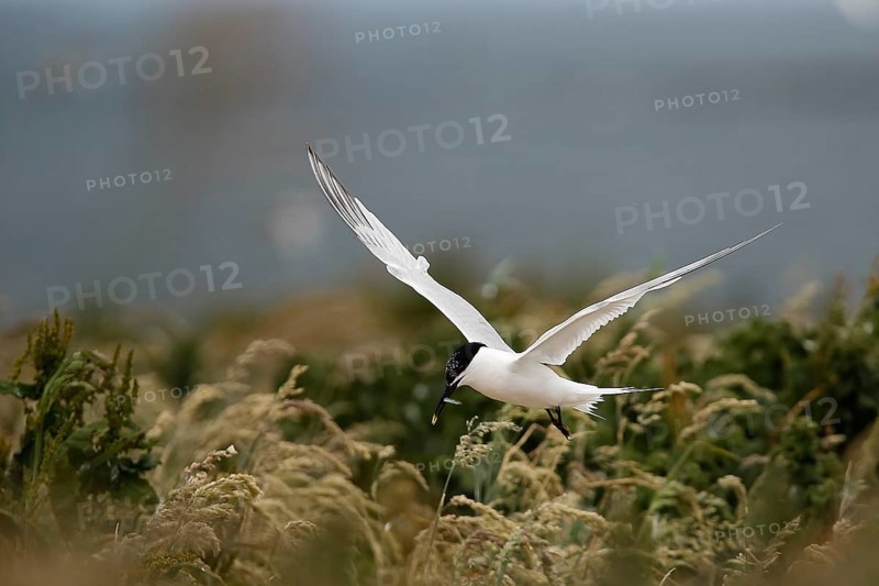 Sandwich Tern (Thalasseus sandvicensis) flying with fish in its beak, Farne Islands, United Kingdom