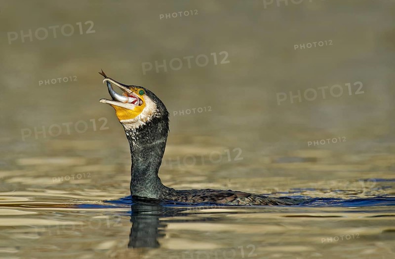 Great Cormorant (Phalacrocorax carbo) feeding on Eurasian perch (Perca fluviatilis) prey, Piedmont, Italy