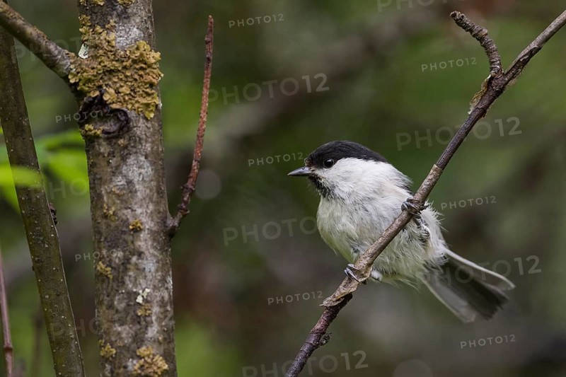 Willow Tit - Weidenmeise - Poecile montanus ssp. uralensis, Russia (Ural)