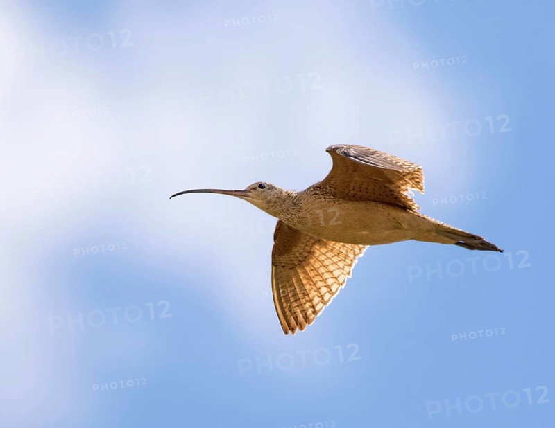 A Long-billed Curlew, Numenius americanus in flight near Goose Lake, Saskatchewan, Canada