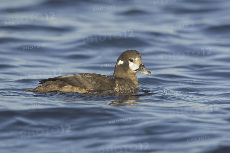 Harlequin Duck (Histrionicus histrionicus) female, British Columbia, Canada