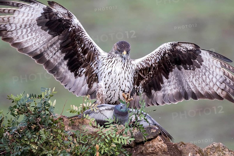 Bonelli's Eagle (Aquila fasciata) male with prey, Andalusia, Spain