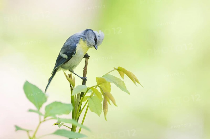 Yellow-breasted Tit - Lasurmeise - Cyanistes cyanus ssp. flavipectus, Kyrgyzstan, adult