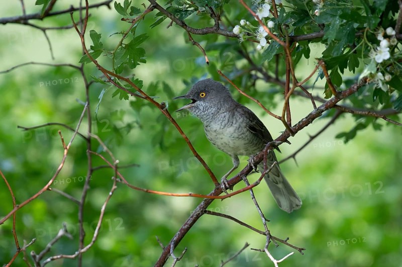 Barred Warbler (Sylvia nisoria) male singing, perched on a branch, Brandenburg, Germany