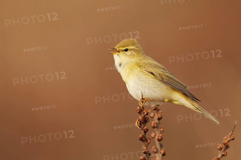 Willow Warbler (Phylloscopus trochilus) singing from a branch, North Holland, Netherlands