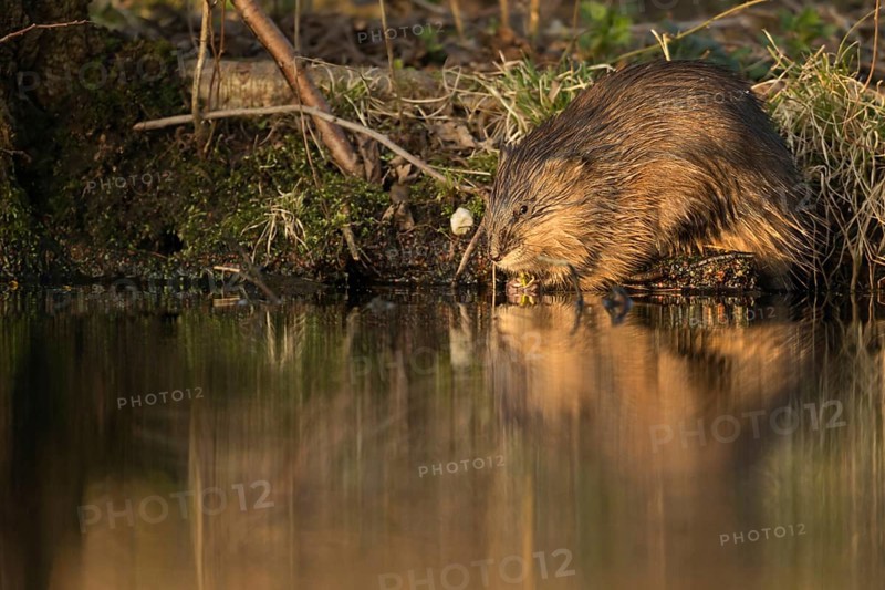 Muskrat (Ondatra zibethicus) adult on river banks, North Rhine-Westphalia Germany