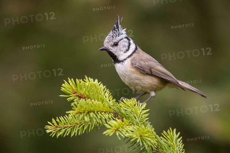European Crested Tit (Lophophanes cristatus) perched on a spruce branch, Poland