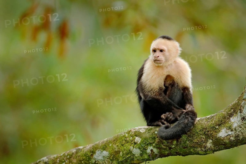 Wildlife of Costa Rica. Travel holiday in Central America. White-headed Capuchin, black monkey sitting on tree branch in the dark tropical forest