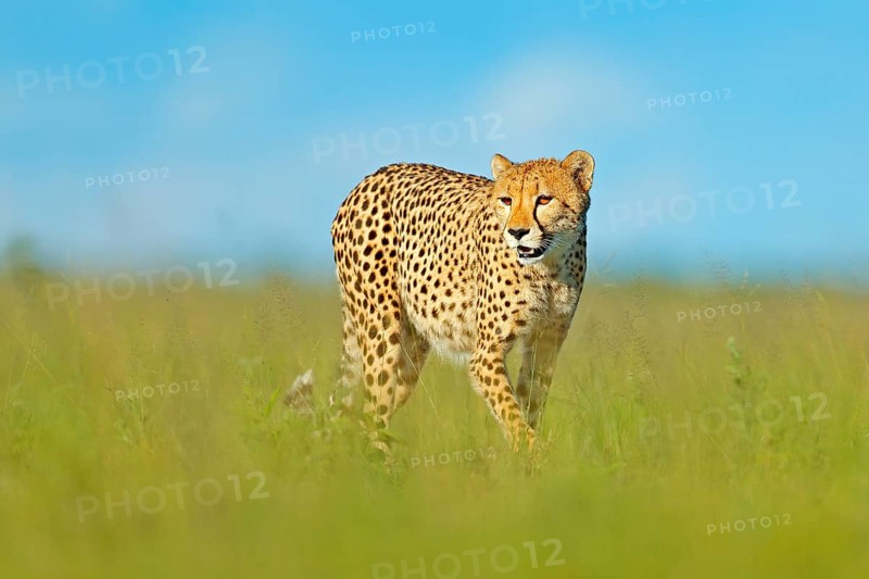 Cheetah, Acinonyx jubatus, walking wild cat. Fastest mammal on the land, Botswana, Africa. Cheetah in grass, blue sky with clouds. Spotted wild cat in nature habitat