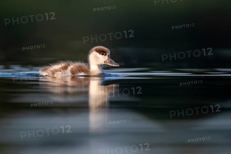 Common Shelduck (Tadorna tadorna) juvenile, Castile-La Mancha, Spain
