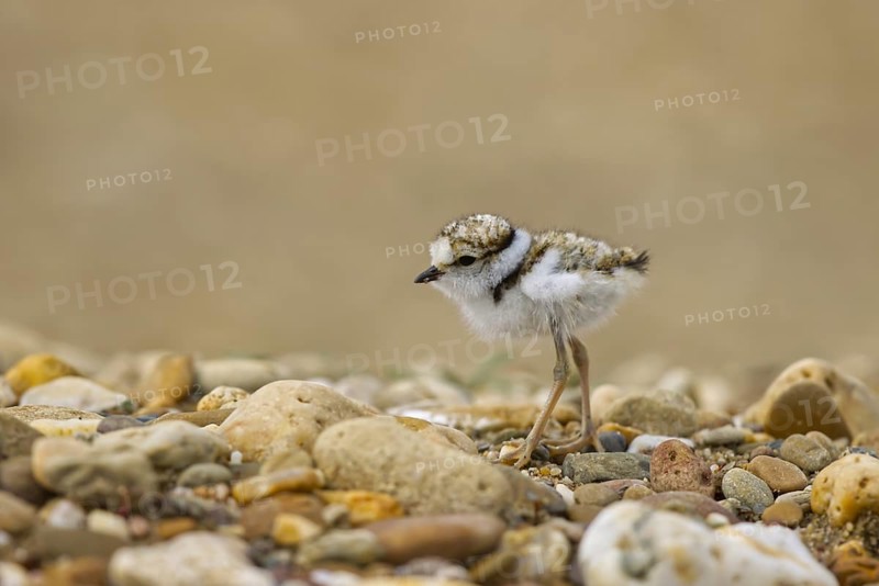 Little Ringed Plover (Charadrius dubius) chick, North Rhine-Westphalia, Germany