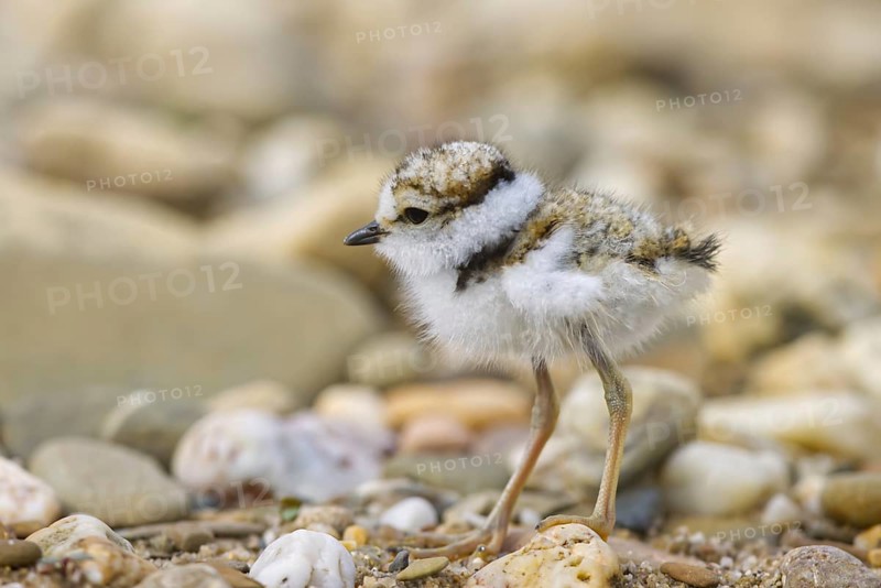 Little Ringed Plover (Charadrius dubius) chick, North Rhine-Westphalia, Germany