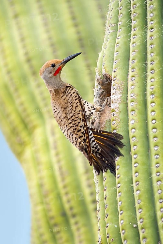 Gilded Flicker (Colaptes chrysoides) male at nest hole in Saguaro cactus (Carnegiea gigantea), Arizona, USA
