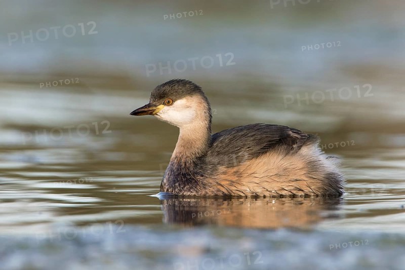 Australasian Grebe (Tachybaptus novaehollandiae), Victoria, Australia