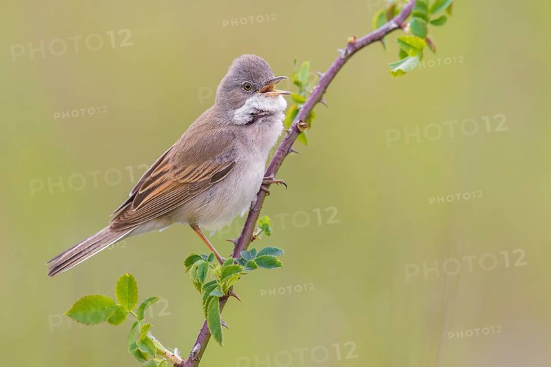 Common Whitethroat (Sylvia communis) male singing, perched on a twig, Poland