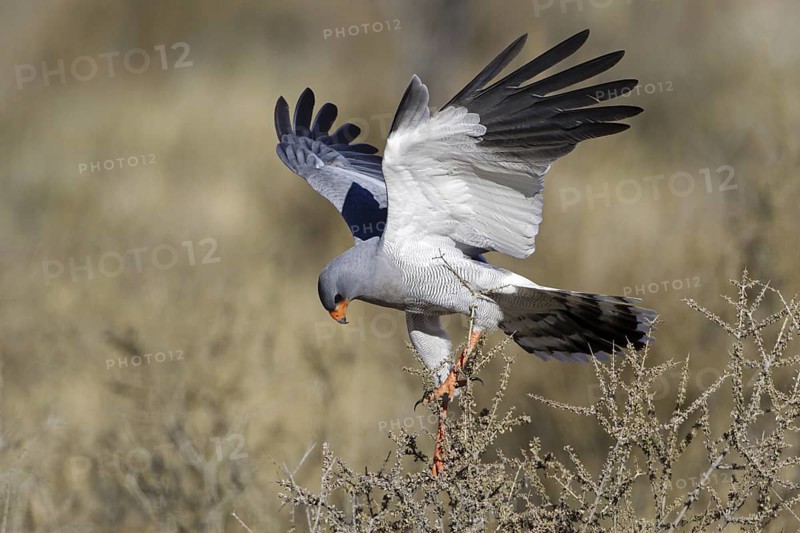 Pale Chanting Goshawk (Melierax canorus), Northern Cape, Kgalagadi Transfrontier Park, South Africa
