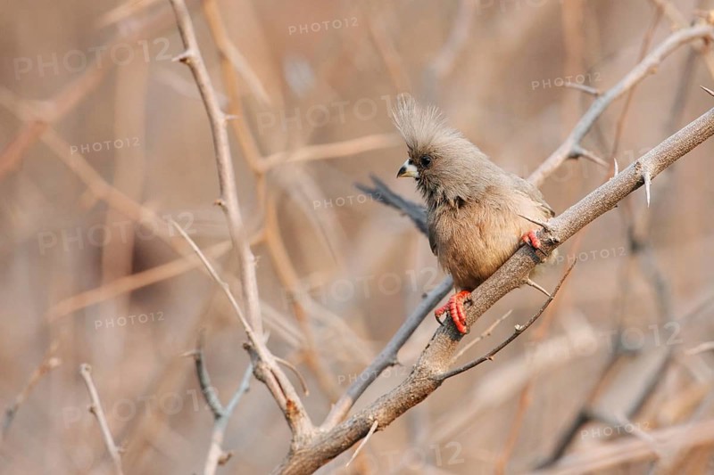 White-backed Mousebird (Colius colius), Namibia