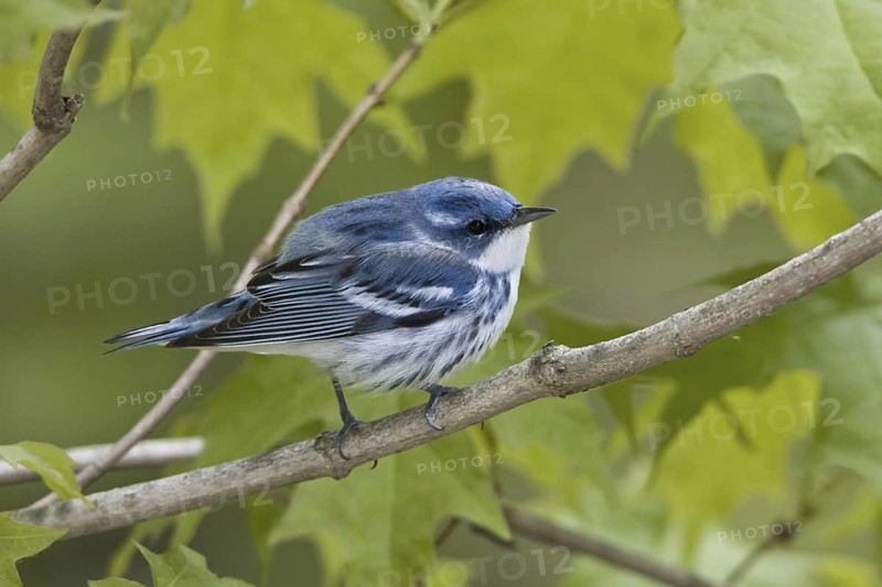 Cerulean Warbler (Setophaga cerulea), Ontario, Canada