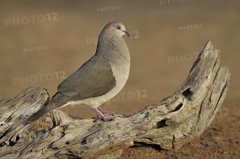White-tipped Dove (Leptotila verreauxi), Texas, USA