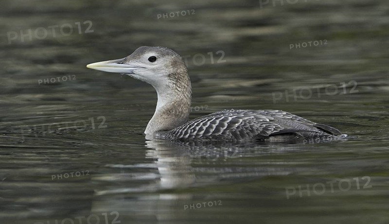 Yellow-billed Loon (Gavia adamsii), British Columbia, Canada