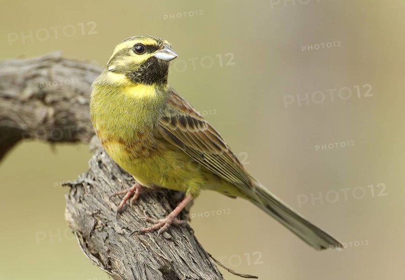 Cirl Bunting (Emberiza cirlus), Rhineland-Palatinate, Germany