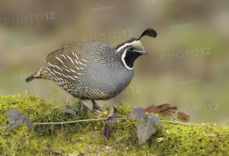 California Quail (Callipepla californica) male, Canada