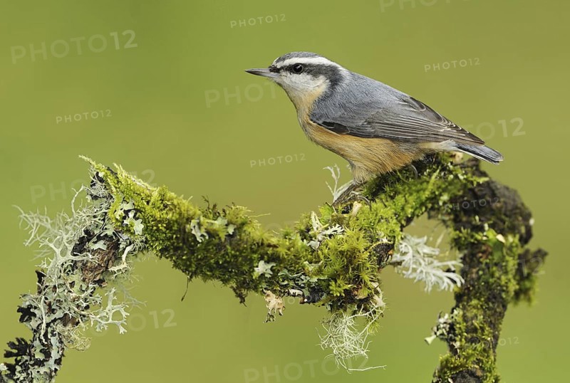 Red-breasted Nuthatch (Sitta canadensis), British Columbia, Canada