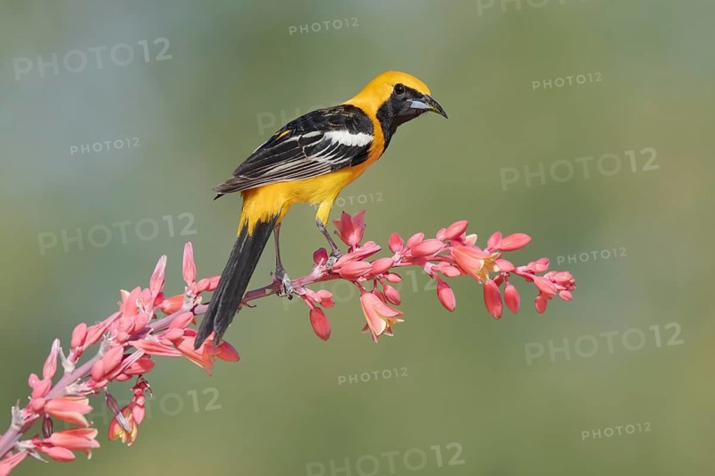 Hooded Oriole (Icterus cucullatus) male perched on a flowering branch, Arizona, USA