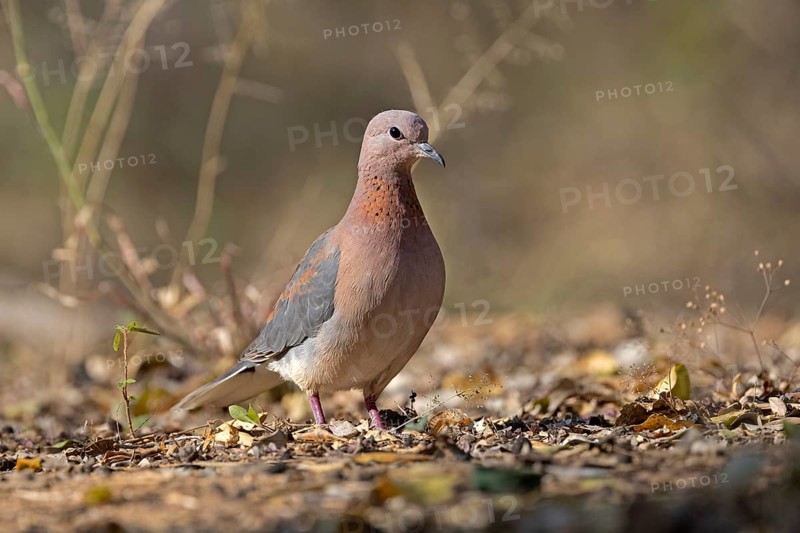 Laughing Dove (Spilopelia senegalensis), South Africa