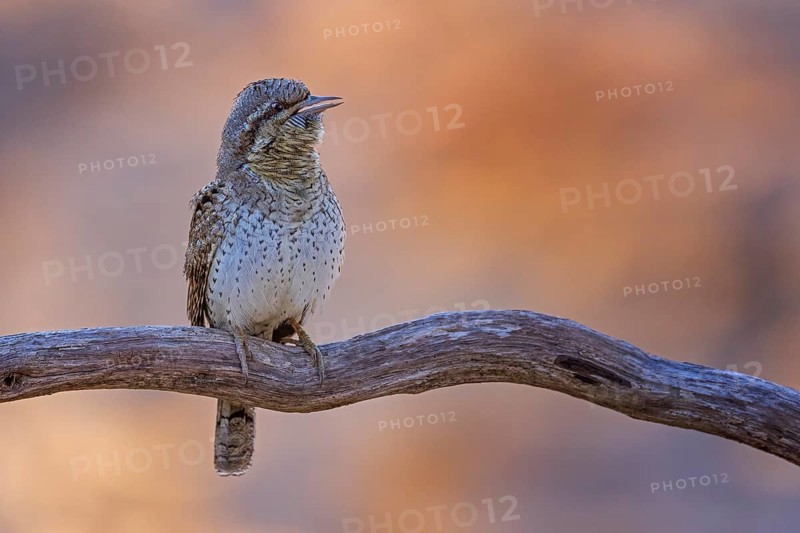 Eurasian Wryneck (Jynx torquilla) perched on a branch, Saxony-Anhalt, Germany