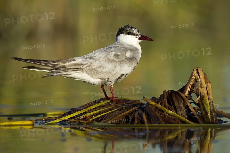 Whiskered Tern (Chlidonias hybrida), Seville, Spain