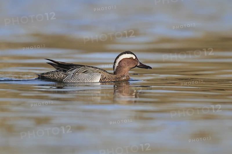 Garganey (Spatula querquedula) male, Aargau, Switzerland