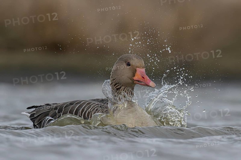 Greylag Goose (Anser anser), Schleswig-Holstein, Germany