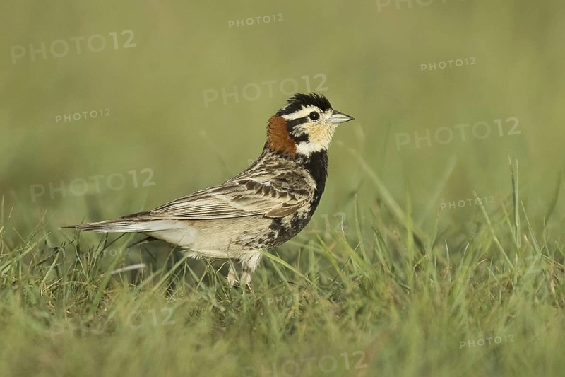 Chestnut-collared Longspur (Calcarius ornatus), Montana, USA