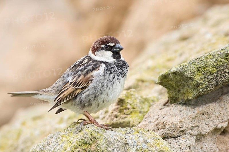 Spanish Sparrow (Passer hispaniolensis) male, Sardinia, Italy