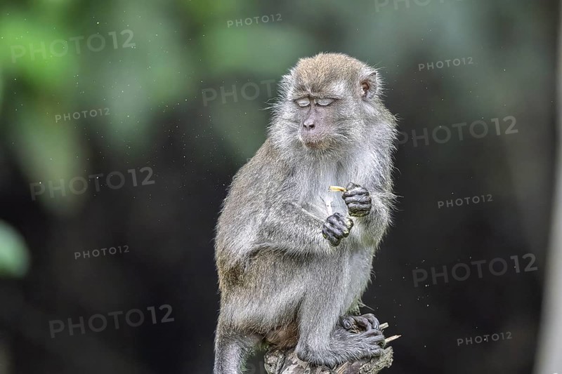 Javanese monkey (Macaca fascicularis), Kota Kinabatangan, Sabah, Malaysia