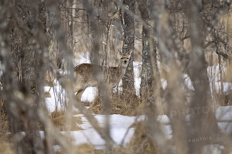 Hokkaido sika deer (Cervus nippon yesoensis), in the forest, in the snow, Tsurui, Akan district, Hokkaido, Japan