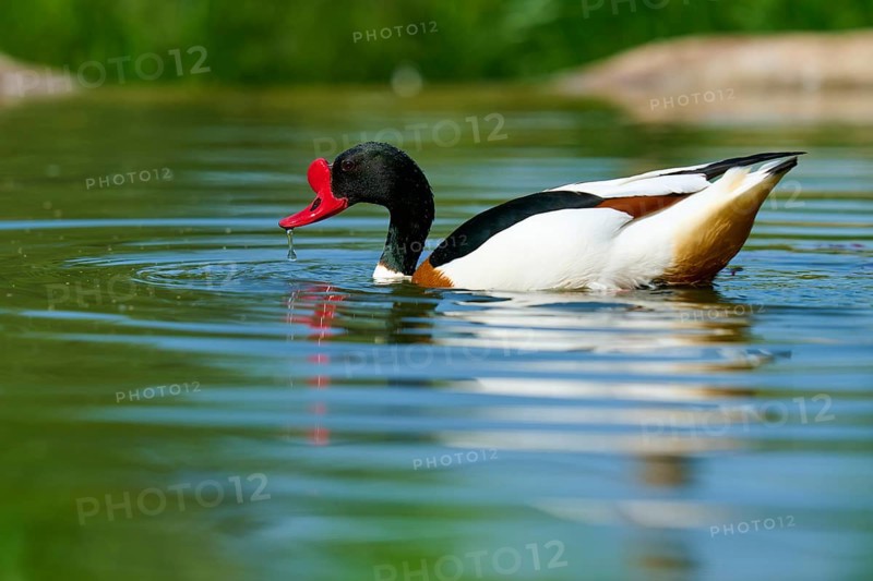 Duck with red beak in water with small waves, shelduck (Tadorna tadorna), spring, France
