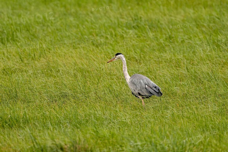 Grey heron (Ardea cinerea), Vulkaneifel, Rhineland-Palatinate, Germany