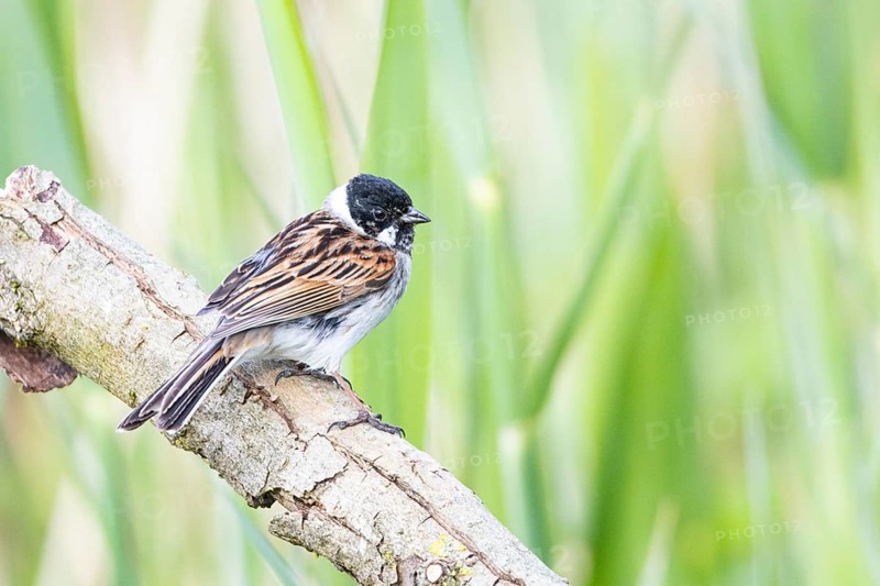 Reed bunting (Emberiza schoeniclus) ml Germany