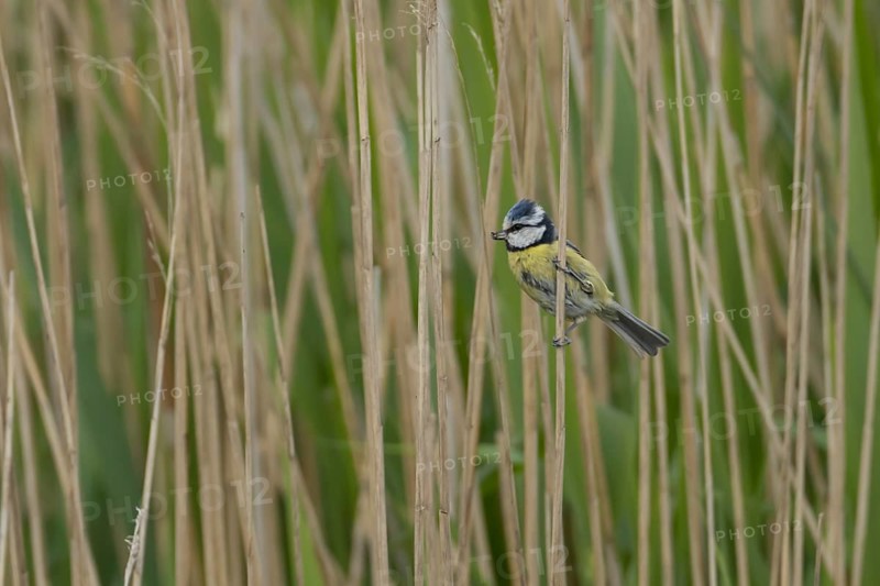 Blue tit (Cyanistes Caeruleus) adult bird on a Common reed plant stem, England, United Kingdom