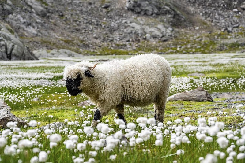 Valais Blacknose sheep (Ovis gmelini aries), in meadow with flowering white cotton grass, high alpine mountain valley, Obere Senner Egete, Stubai Alps, near Ridnaun, South Tyrol, Italy