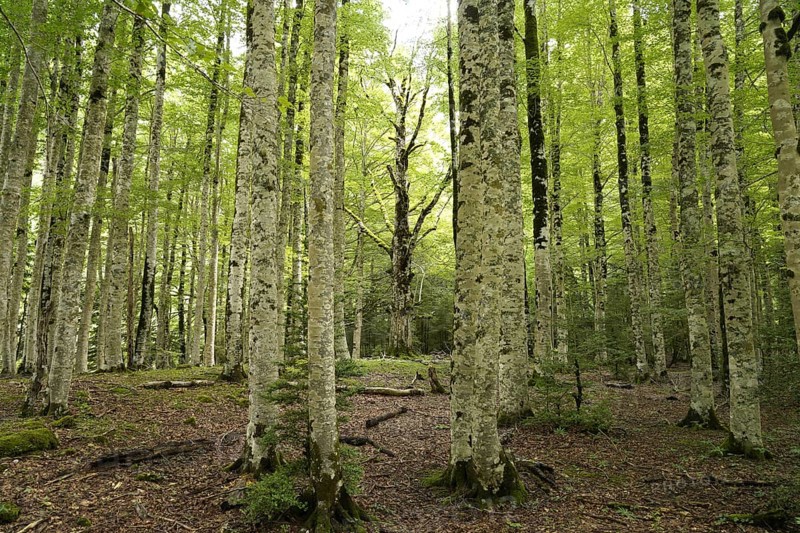 Forest in Ordesa y Monte Perdido National Park, Spain