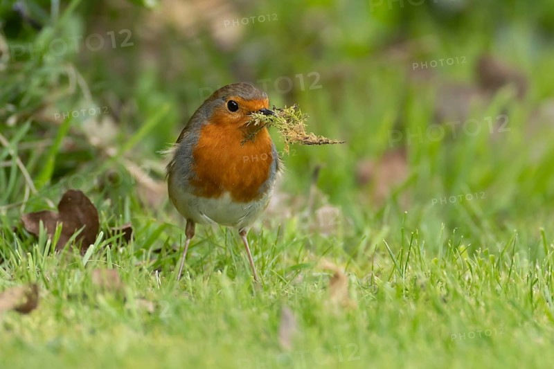 European robin (Erithacus rubecula) adult bird in an urban garden with nesting material in its beak in springtime, England, United Kingdom